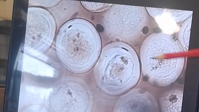 Не смотрите это! Отнимает ваше время! Биологический ЛОЛ #мусор смотреть онлайн