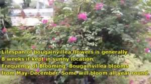 WHY YOUR BOUGAINVILLEA STOPPED FLOWERING?