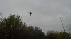 ловля щура (пчелоеда) на пасике