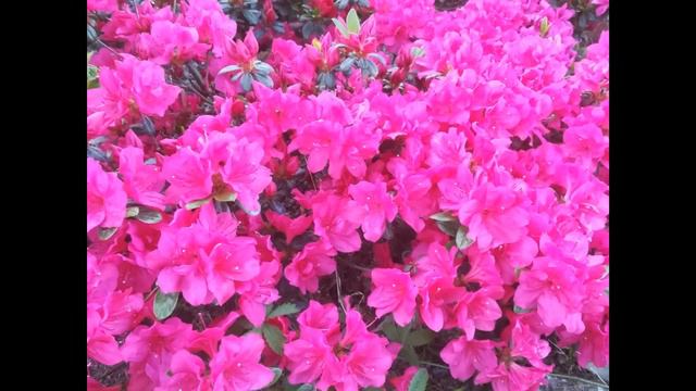 Proljeće 2019, azaleje, rhododendroni смотреть онлайн