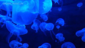 Музыка для души. Музыкальный релакс. Медузы.