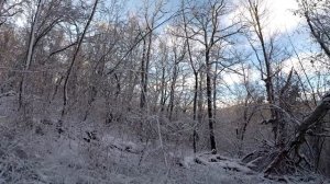 Январская охота в снег на вяхиря (витютиня). Туапсинский район Краснодарского края.