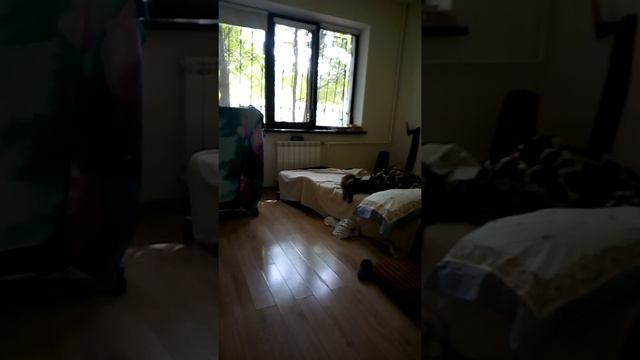 Я поставил скрытую камеру на моего кота Диги! И он... смотреть онлайн