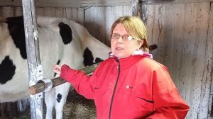 Сложный отëл коровы ,Игрушки. Мы были в шоке   #деревня   #корова #отëл#шок#буднивдеревне