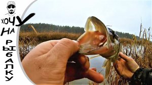 Зубастое закрытие сезона.  Осенняя щука на воблер. Спиннинг в октябре.