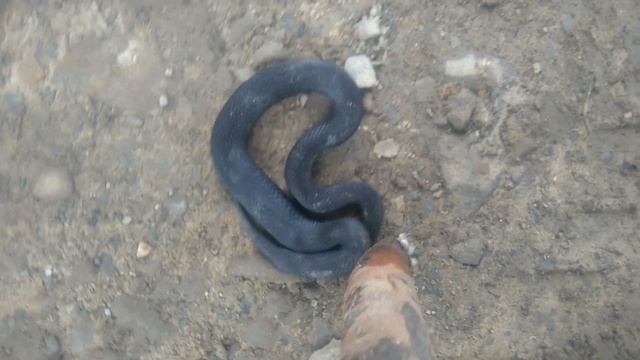 Смертельно чорна гадюка смотреть онлайн