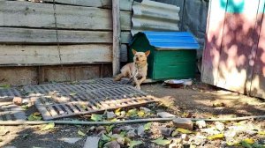 Маленькая собачка на цепи, собака охранник! Сидит и всем доволен!