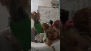 Мая и Мия в летнем наряде