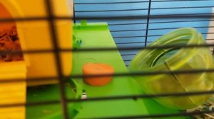 Сказка про джунгарских хомяков. Как хомки Фрост к Белоснежке сватался