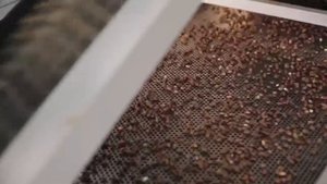 "Томская Кедровая Фабрика" - переработка кедрового ореха