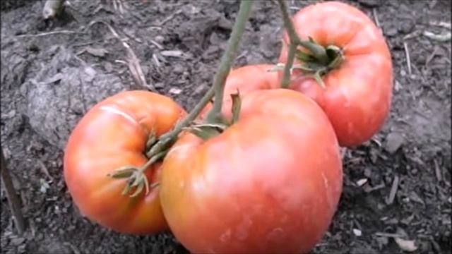 Помидоры, когда и как собирать, хранить, и не опоздать смотреть онлайн