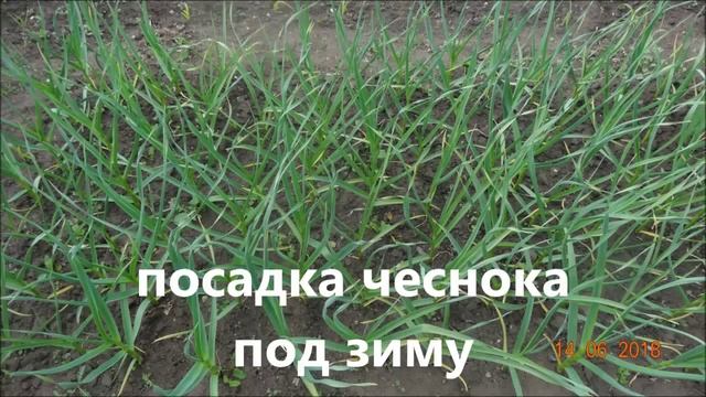 ПОСАДКА ЧЕСНОКА ПОД ЗИМУ (ВЕСЕННИЕ ВСХОДЫ)