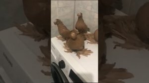 24 ЧАСА ОБЗОР ГОЛУБЕЙ ! Узбекские двухчубые голуби. Tauben. Pigeons. Обзор