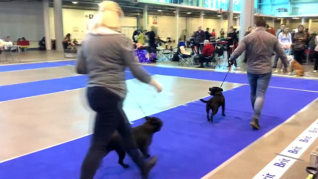 Выставка #3: Терьер-Шоу 2020. Класс Юниоры. смотреть онлайн