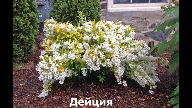 Декоративные кустарники для САДА