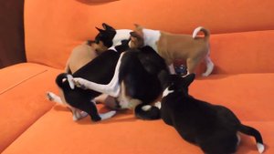 Щенки басенджи