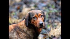 Альпийская таксообразная гончая