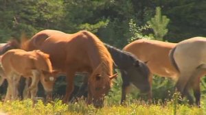 Большетархово