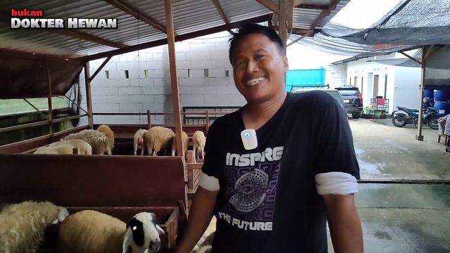 HARGA DOMBA DORPER FB, F1, F2, dll. di SLAWE FARM смотреть онлайн