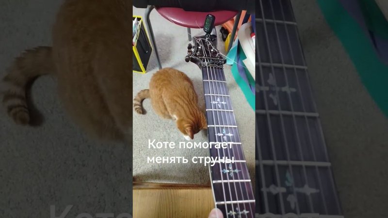 котэ помогает менять струны #guitar #youtubeshorts #shorts