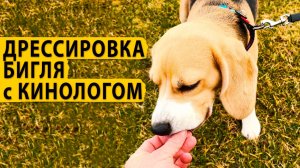 Дрессировка с кинологом. Тренируем нашу Дольку с лучшим кинологом Сочи.