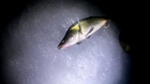 Судак на жерлицы зимой . Ночная рыбалка со льда на Волчихинском вдхр.