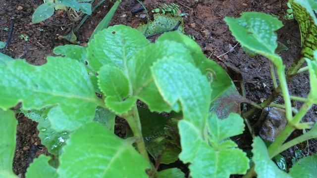 Panikoorka (Plectranthus amboinicus)Kerala Natural Home Remedy for children's смотреть онлайн