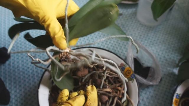 Уроки Щедрого агронома. Как пересадить орхидею смотреть онлайн