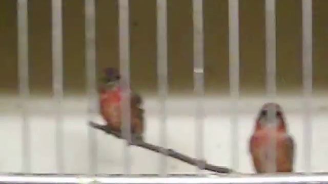 мои белопоясые смотреть онлайн