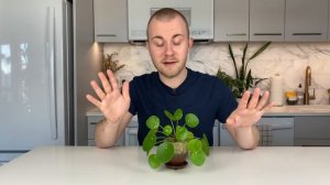 How To Care For Pilea peperomioides | Plant Of The Week Ep. 24