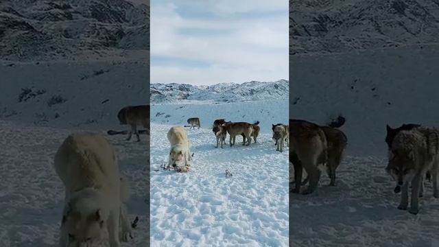 Алабай и Волки