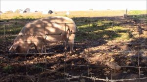 Хрюканье свиньи