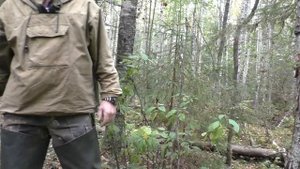 Охота на лося во время гона 2017г часть2