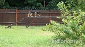 Тренировка служебных собак полиции