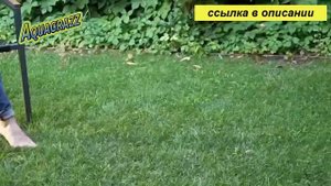 газонная трава когда сажать газон