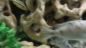 Аулонокара Ньяса голубая,Псевдотрофеус Ломбардо и Лабидохромис Колибри или Желтая цихлида