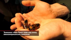 Телеканал «Авто Плюс» взял под опеку южноамериканских тараканов | Новости с колёс №2041
