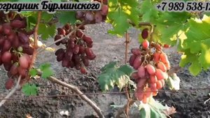 НОВИНКИ!!! ГФ. БРОНИСЛАВ и ОЗОРНИК (Калугин В.М.).