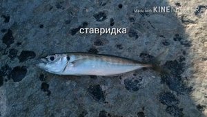 Что можно делать на море?