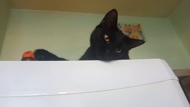 Котосемья. Багирка - моя девочка!