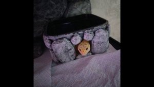 Мой домашний питомец - Сёма.