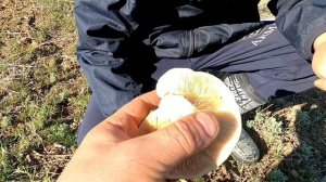 Белый степной гриб Малай Сары  природа Казахстана