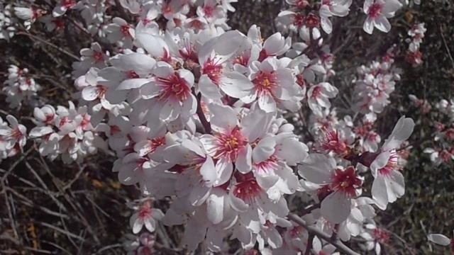 Flores de almendro: Prunus amygdalus (www.riomoros.com) смотреть онлайн