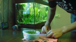 Шар для хемиантуса микронтемоидеса