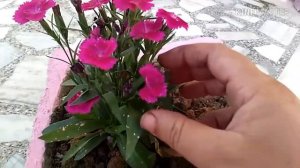 🍁 Dianthus plant care tips in hindi🌼🌼🌼(  डेनथस की देखभाल कैसै करें)