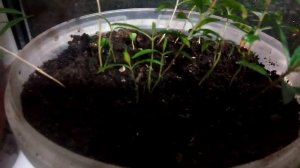 Как вырастить гранат дома из косточки?