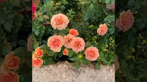 28-08-2024Как хороши в июле наши розы,