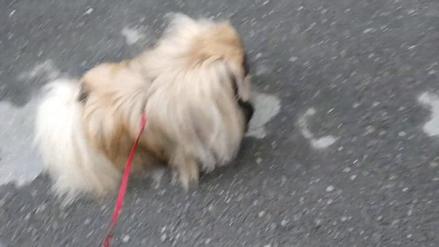 Обычная прогулка и много сирене . смотреть онлайн