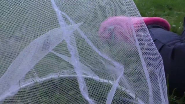 Ловим красивую бабочку. смотреть онлайн