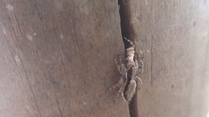 Паук маврикия